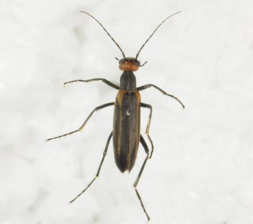 Réf. 339 604 : Epicauta sp.